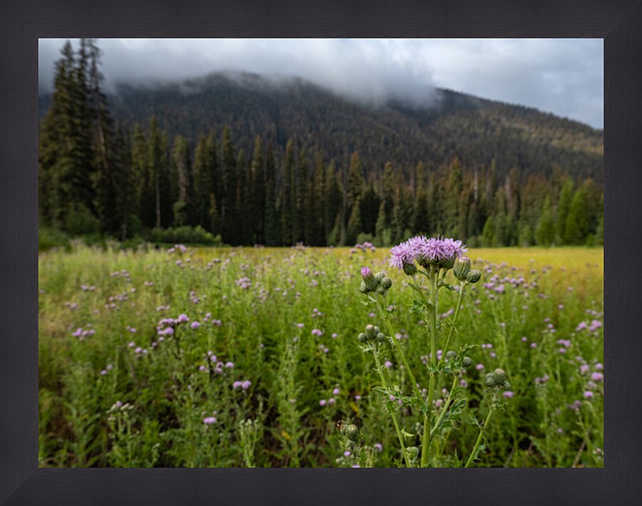 E.C Manning Provincial Park British Columbia Impression et Cadre photo
