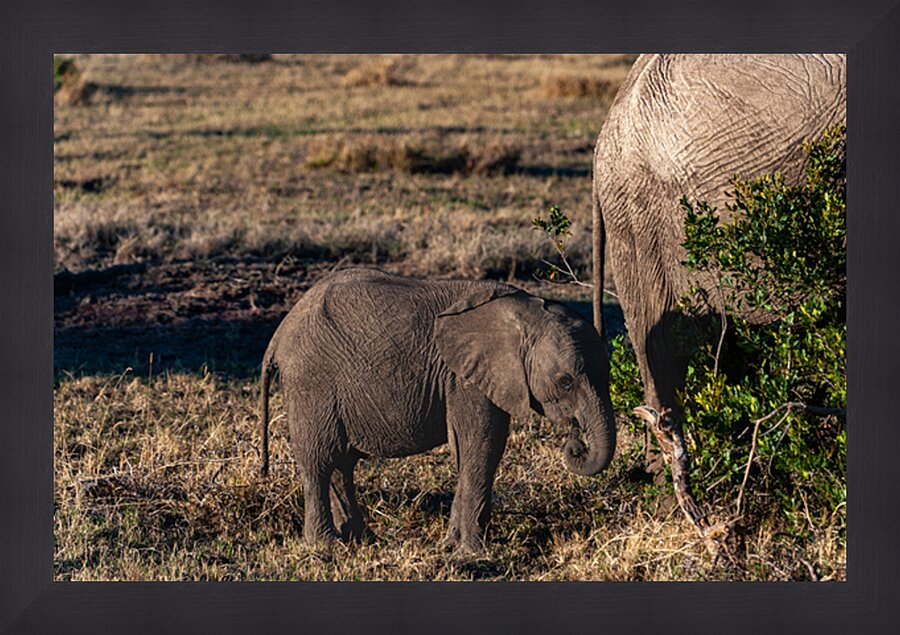 African elephant Picture Frame print