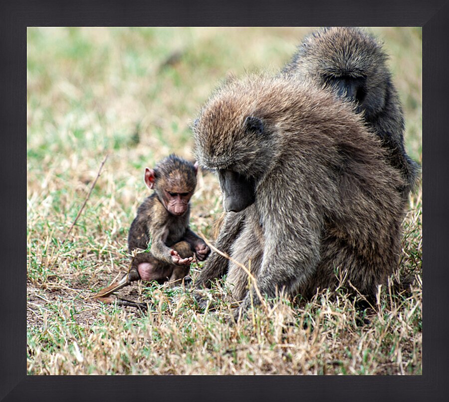 Baboon Lake Nakuru Africa Impression et Cadre photo