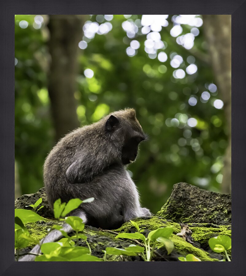 Monkey Forest Bali Picture Frame print