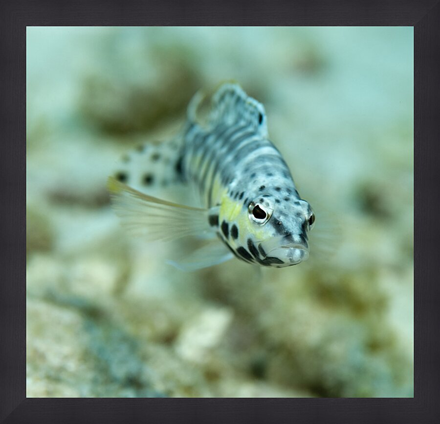 Blenny  Picture Frame print