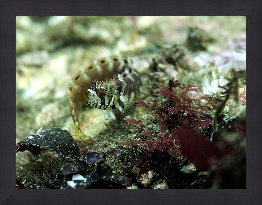 Decorated Warbonnet Picture Frame print