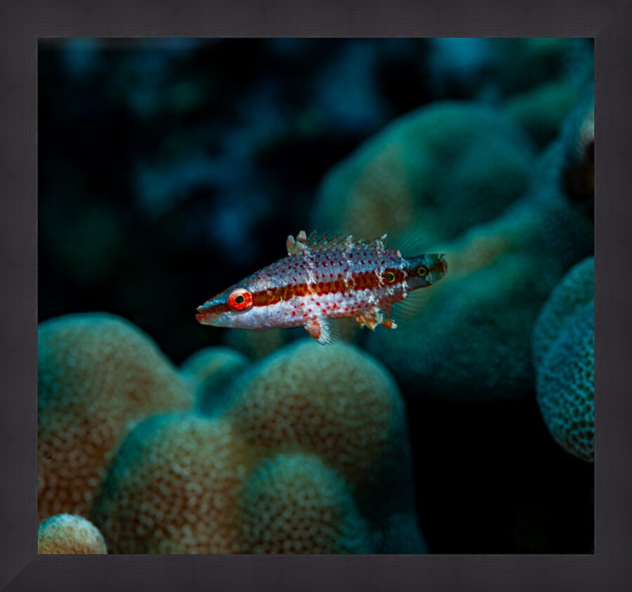 Speckled Maori Wrasse Milolii dock Kona Hawaii Impression et Cadre photo
