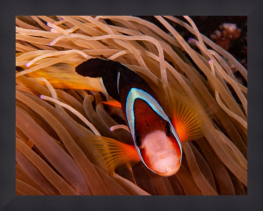 Clown Fish Philippines Picture Frame print
