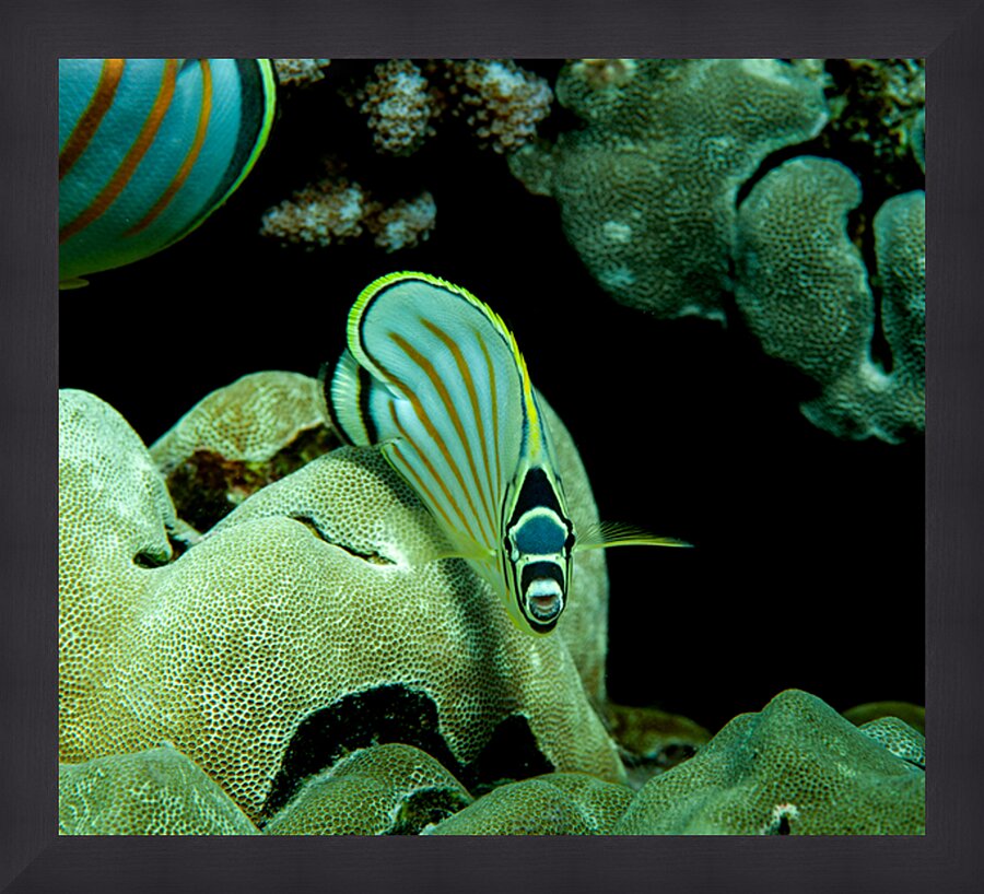 Ornate butterfly fish place of refuge hawaii Picture Frame print