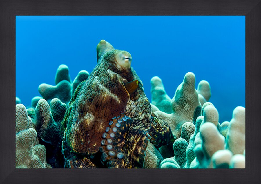 Octopus Hawaii big island Picture Frame print