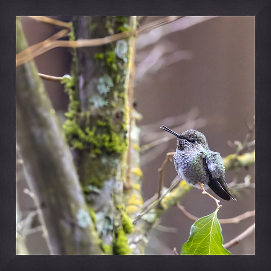 Anns hummingbird perched on a branch Picture Frame print