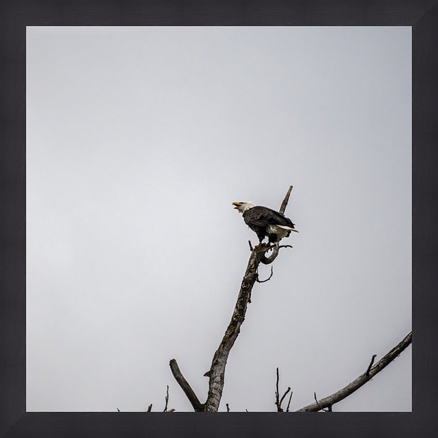 Eagle perched on top of a tree Picture Frame print