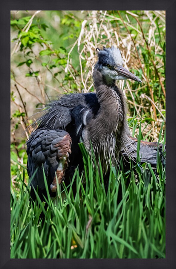 Great Blue Haron 2 Impression et Cadre photo