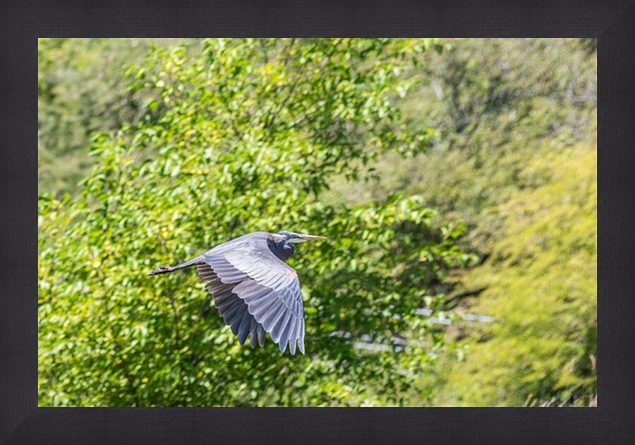 rifel bird sanctuary Impression et Cadre photo