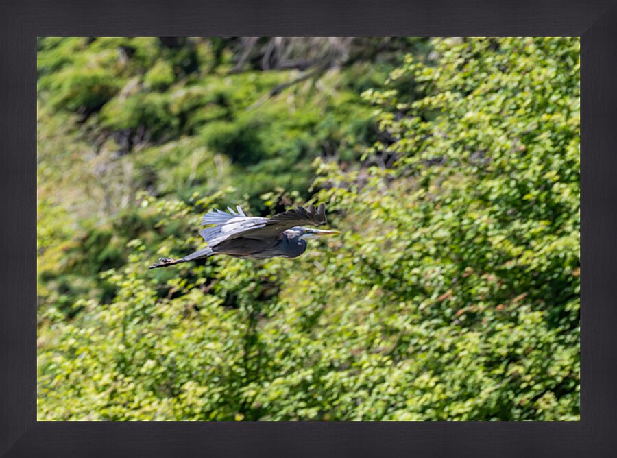 rifel bird sanctuary 2 Picture Frame print