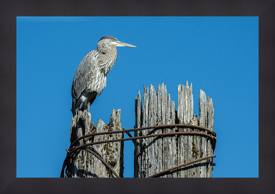 Great Blue Haron Fraser River Fort Langley 3 Picture Frame print