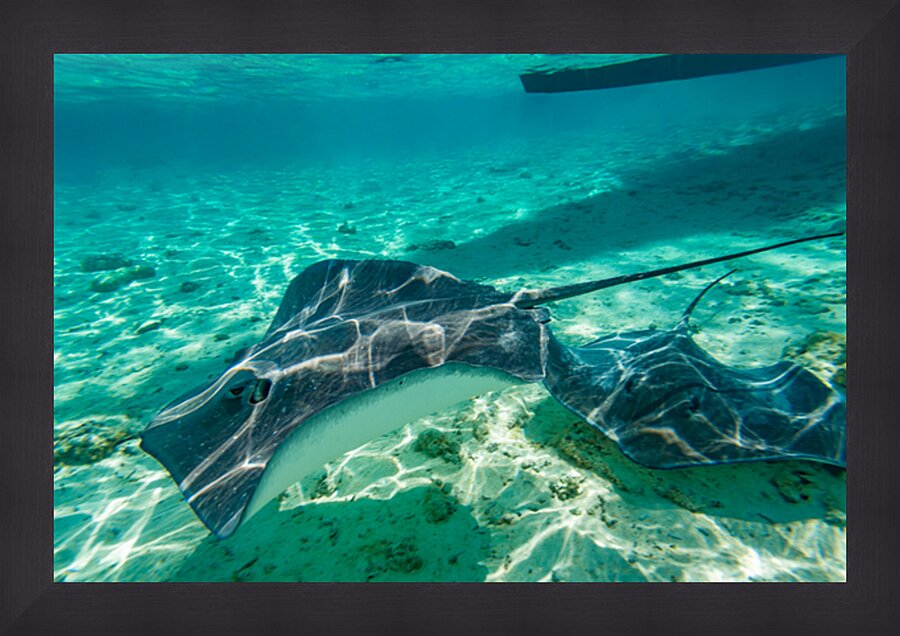 Sting rays Picture Frame print