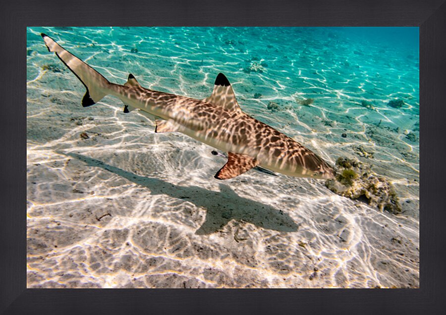 Black Tip Shark 3 Picture Frame print