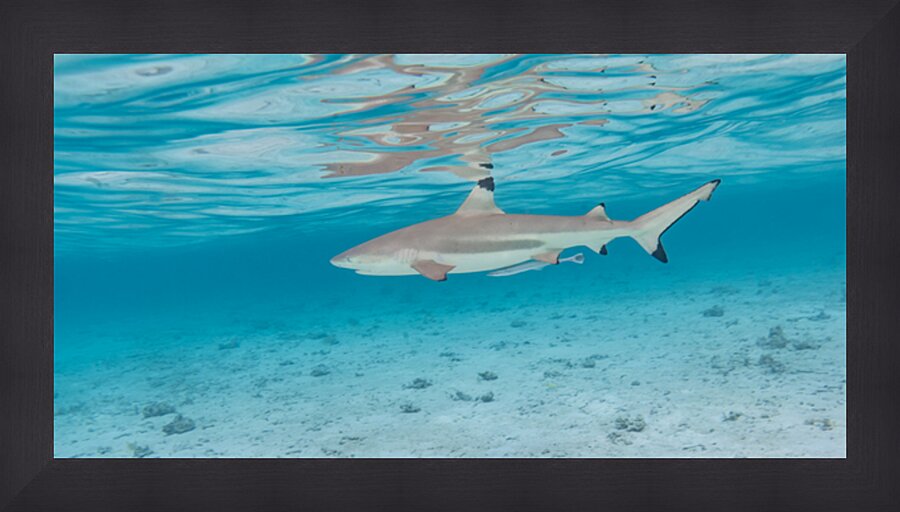 Black Tip Shark Picture Frame print