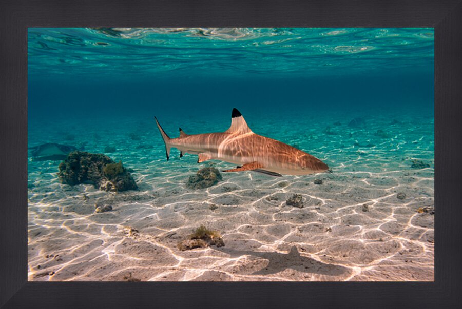 Black Tip Shark 2 Picture Frame print