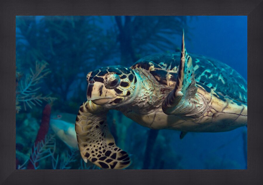 Hawksbilled turtle  Picture Frame print