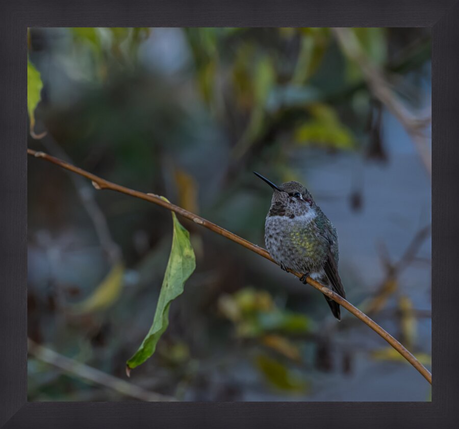 Rufous Hummingbird 3 Impression et Cadre photo