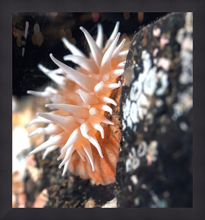 Fish eating anemone Mukilteo Washington USA Picture Frame print