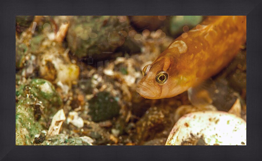 Gunnel Mukilteo Washington USA Impression et Cadre photo