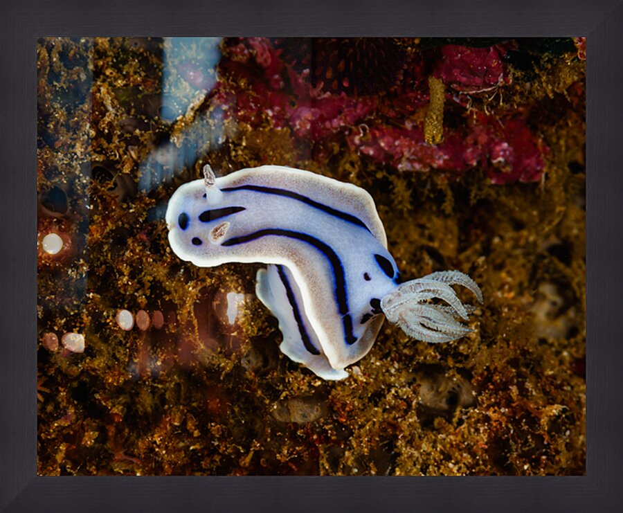 Willan s Chromodoris Nudibranch Mukilteo Washington USA Impression et Cadre photo