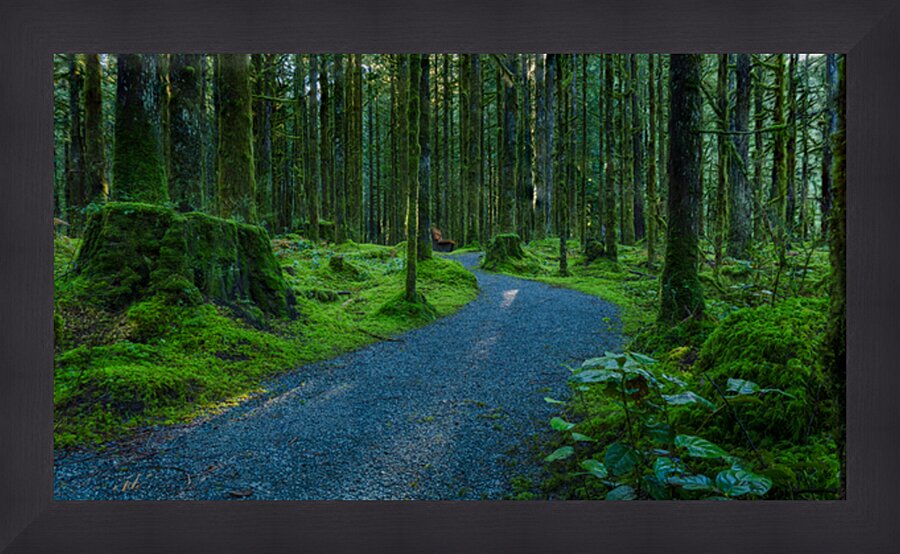 Trail in the woods Picture Frame print