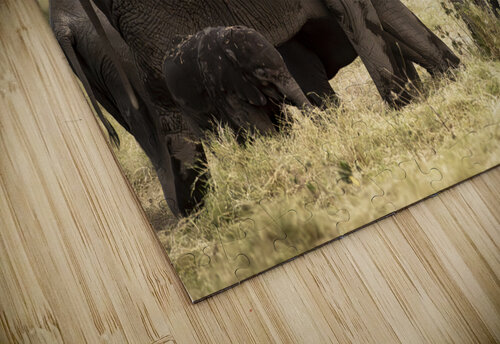 African elephants Amboseli National Park Kenya Randy Roy Photography puzzle