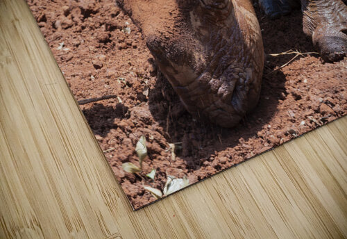 Sheldrick wildlife trust Nairobi  Randy Roy Photography puzzle