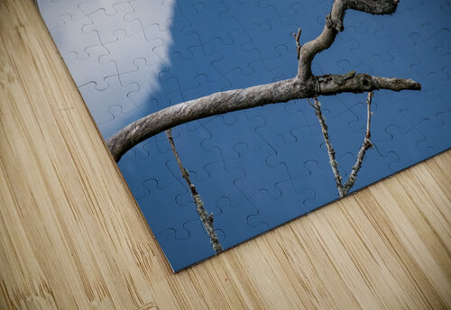 Great blue heron Pitt lake B.C Randy Roy Photography puzzle