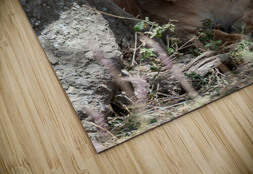 Loiness Sarengeti Africa Randy Roy Photography puzzle