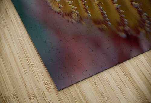 Chritmas tree worm Randy Roy Photography puzzle