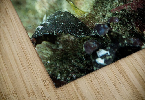 Decorated Warbonnet Randy Roy Photography puzzle