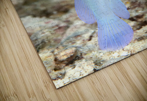 Yellowhead Jawfish Randy Roy Photography puzzle