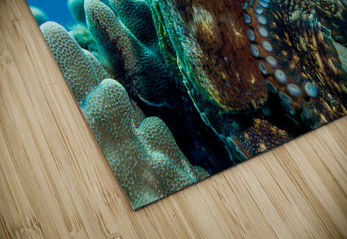 Octopus Hawaii big island Randy Roy Photography puzzle