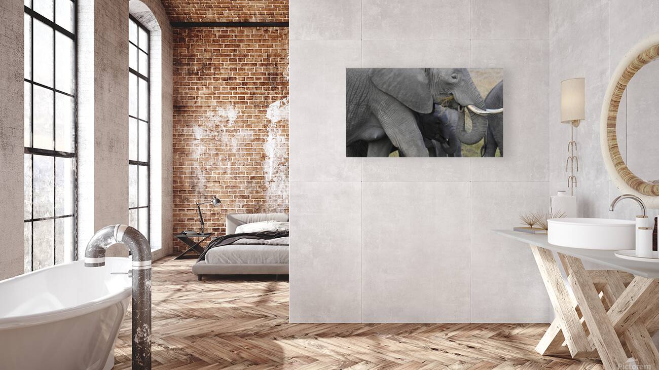 African grey elephants Amboseli National Park Kenya Reproduction