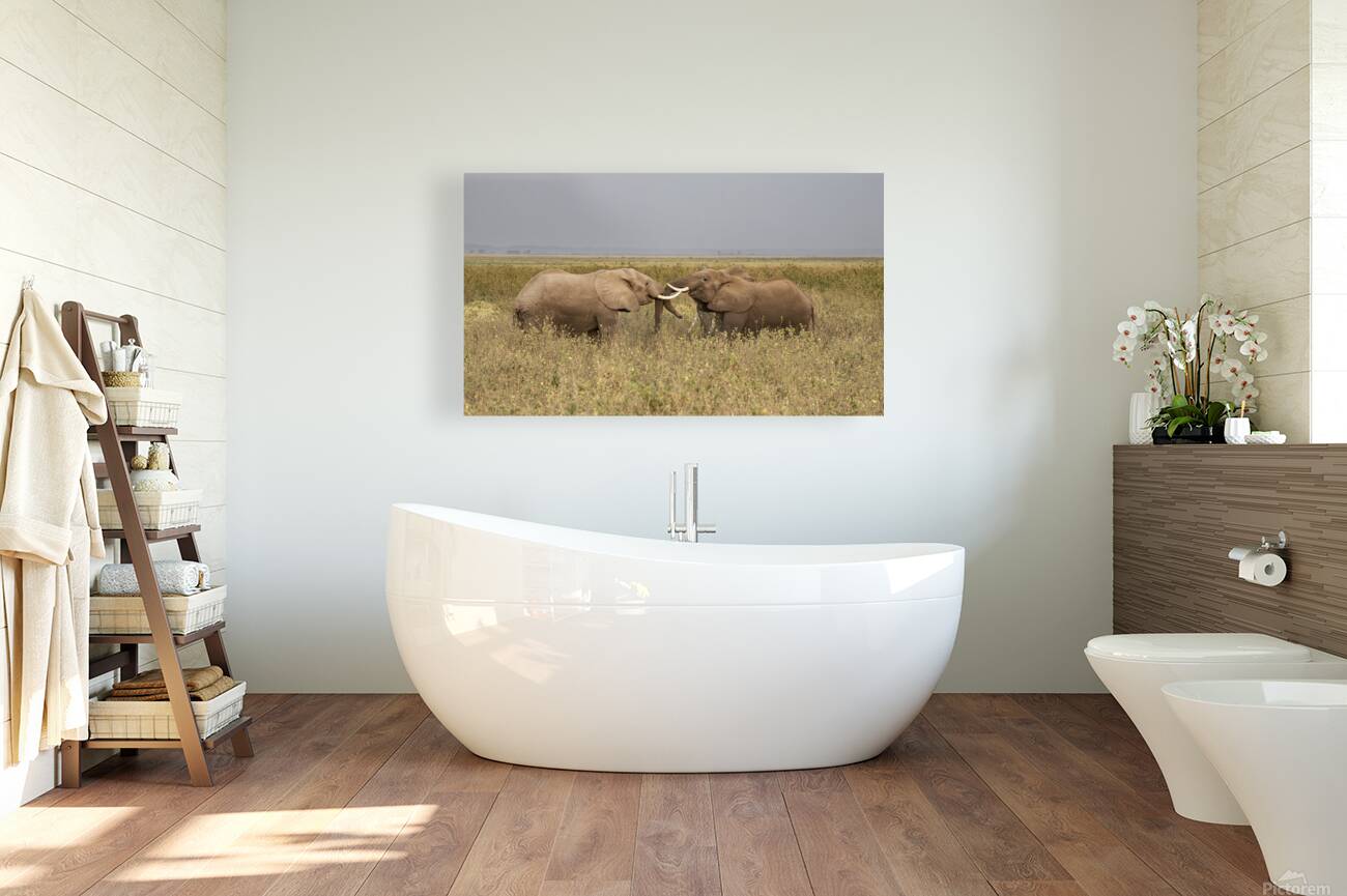 African elephant Amboseli National Park Kenya Reproduction