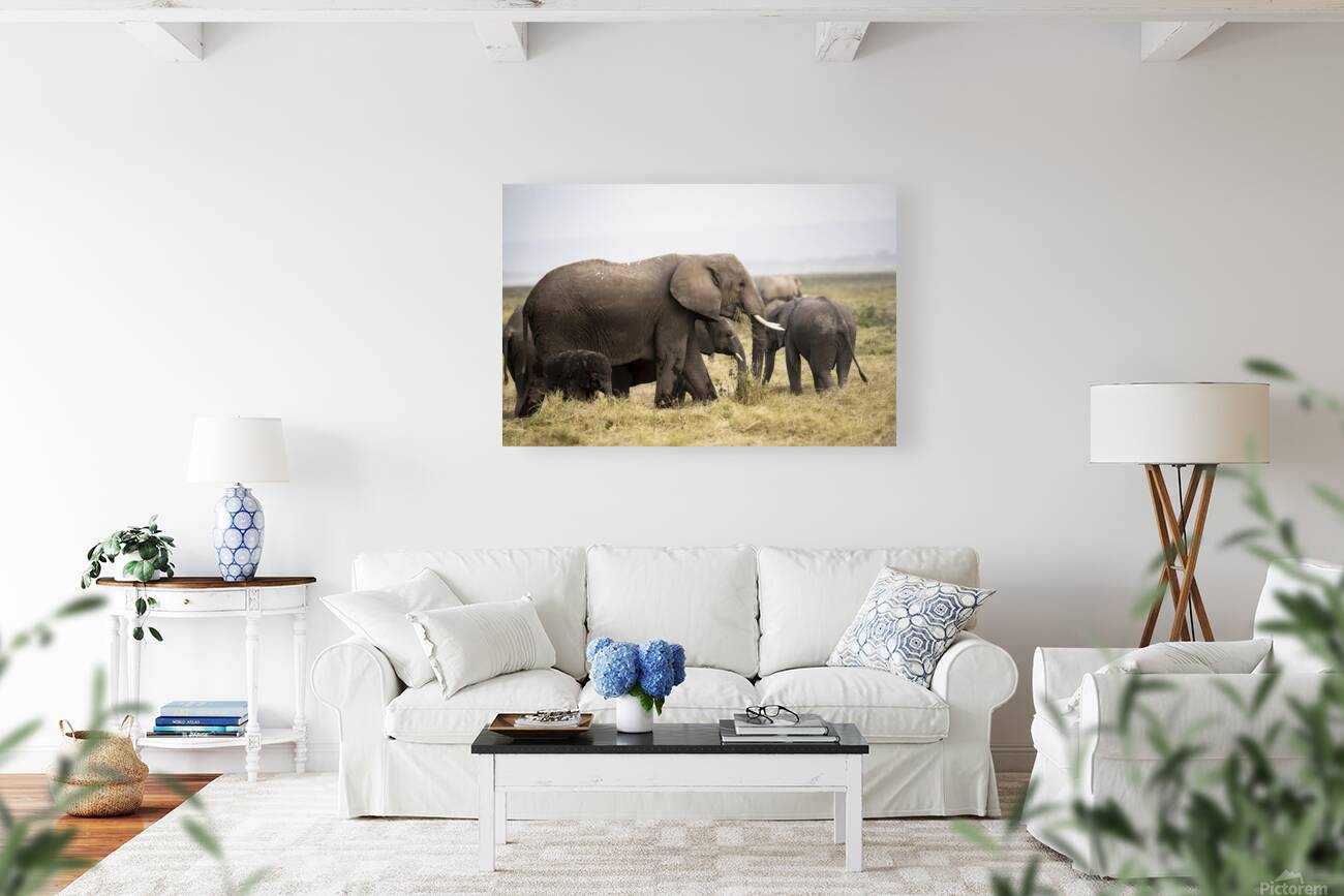 African elephants Amboseli National Park Kenya Reproduction