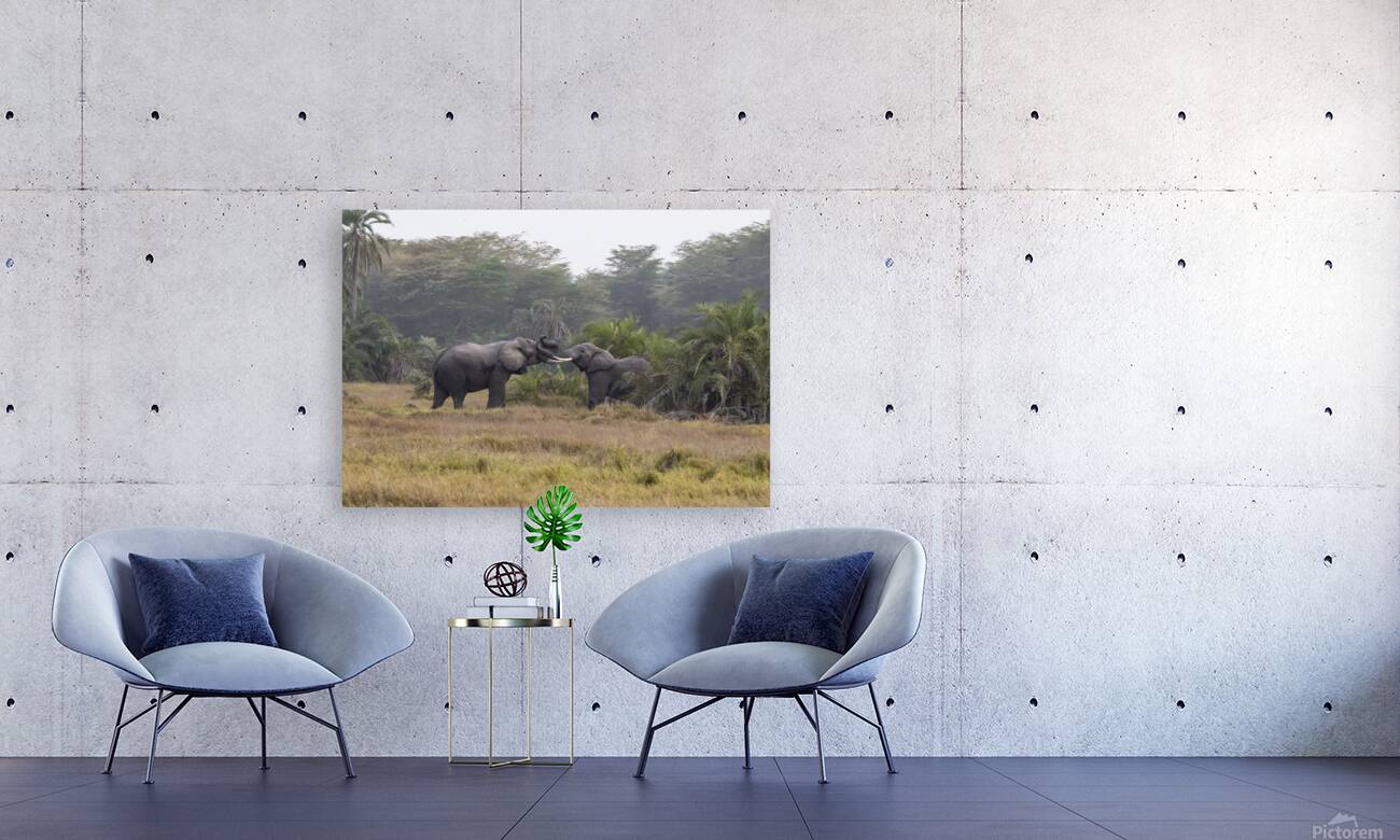  Elephants Amboseli National Park Kenya Reproduction