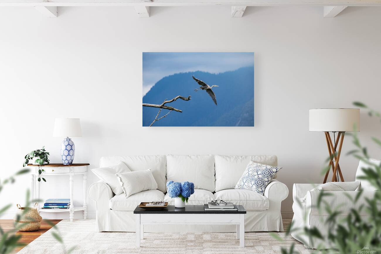 Great blue heron Pitt lake B.C Reproduction