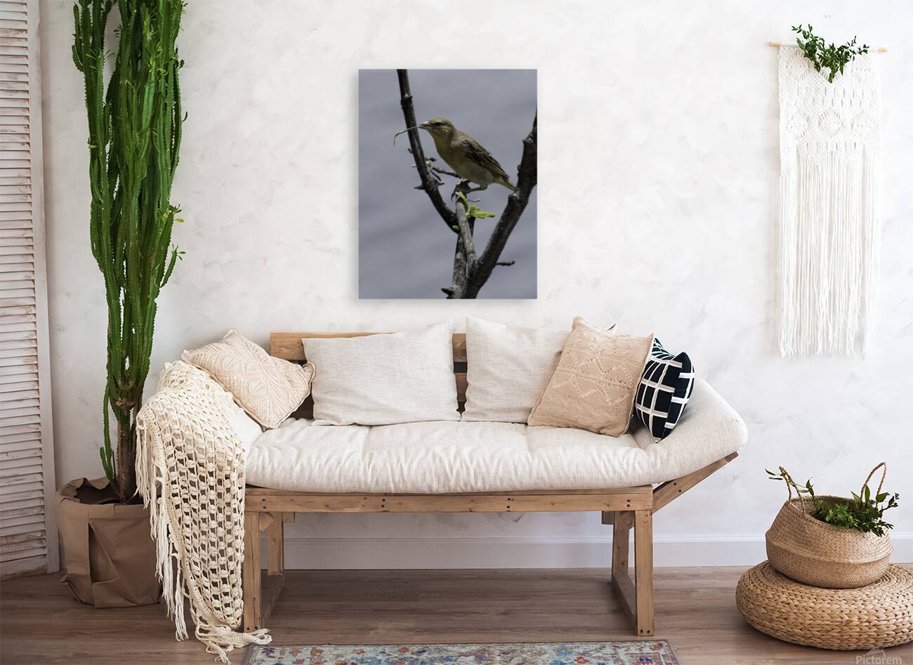 Little weaver Reproduction