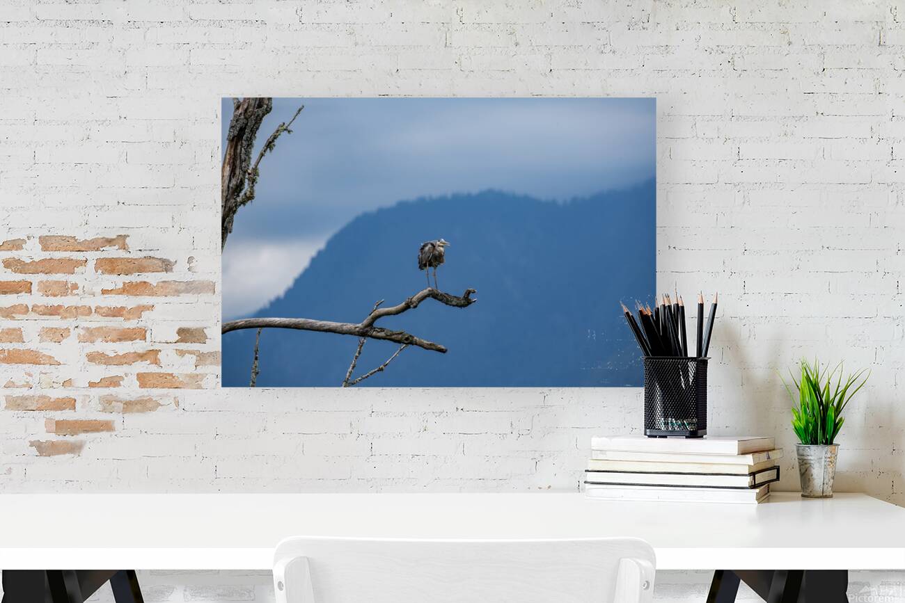 Great blue heron Pitt lake B.C Reproduction