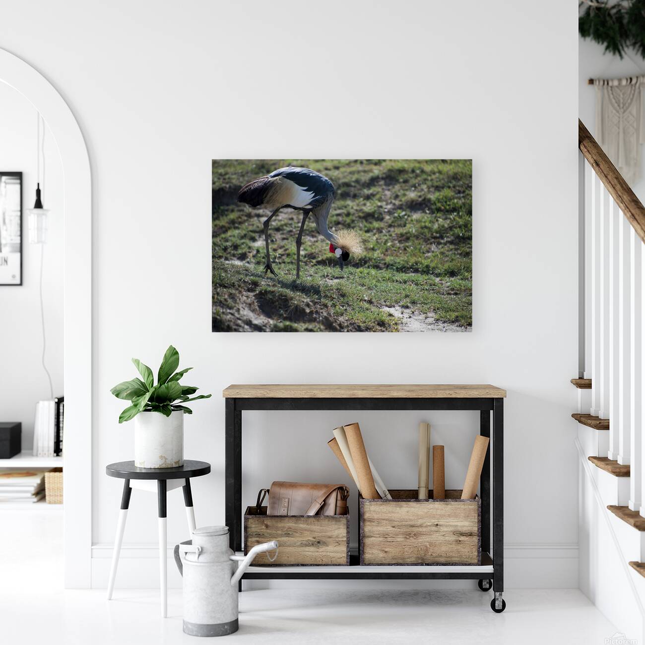 Crowned Crane Reproduction