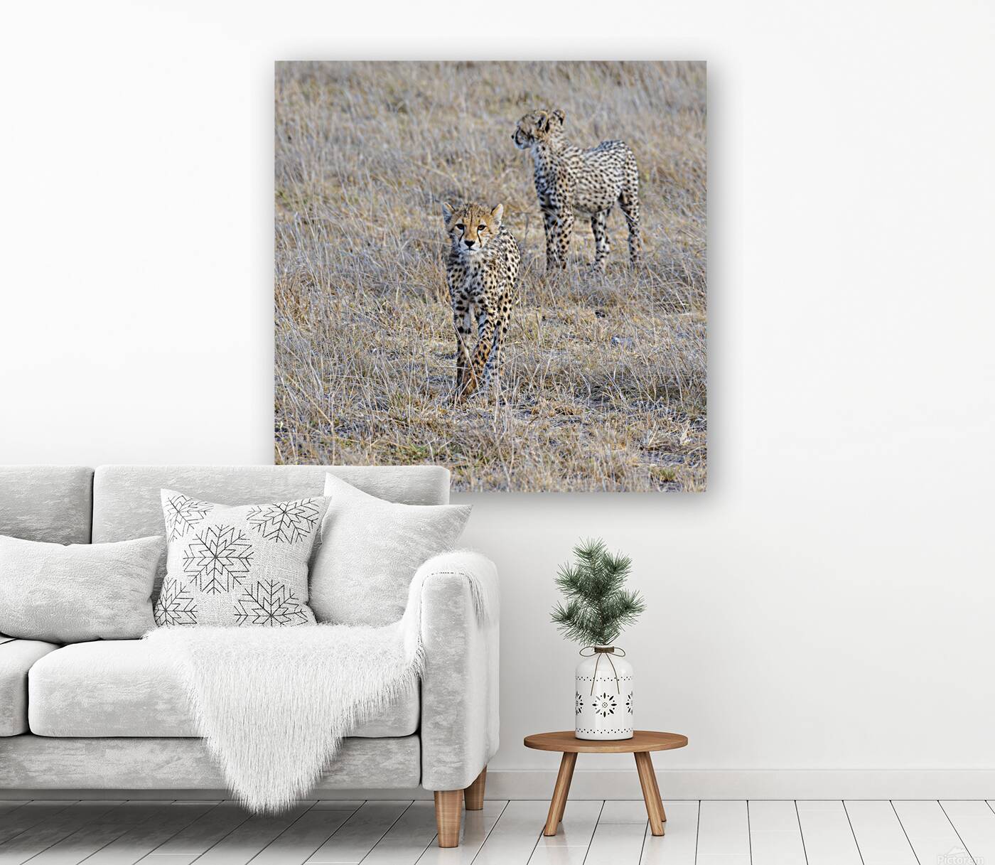 Cheetah cubs Amboseli National Park Kenya Reproduction