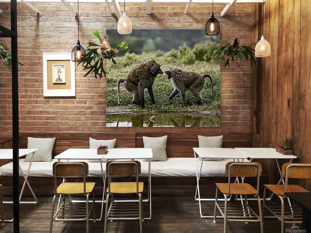 Baboons Lake Nakuru kenya Reproduction