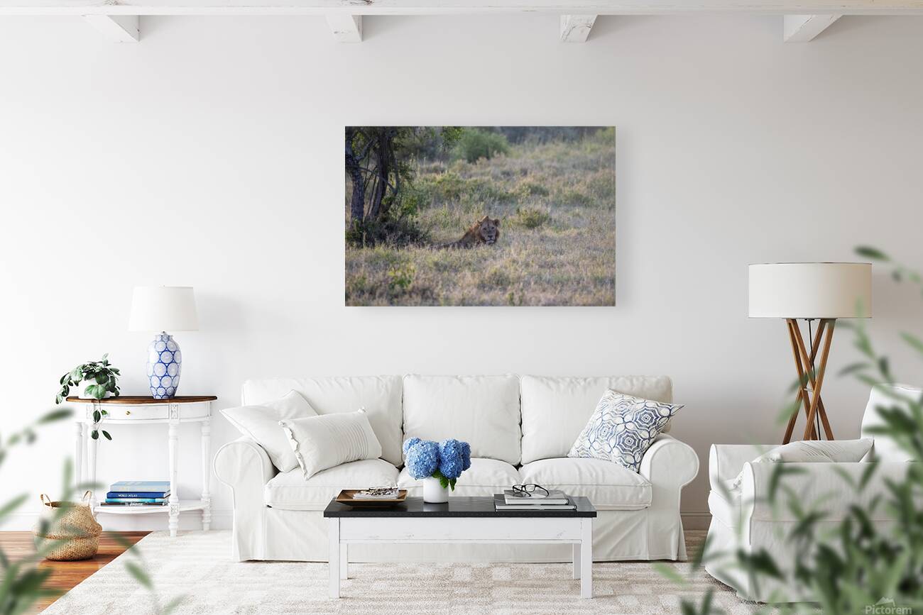 Lion Lake Nakuru kenya Reproduction