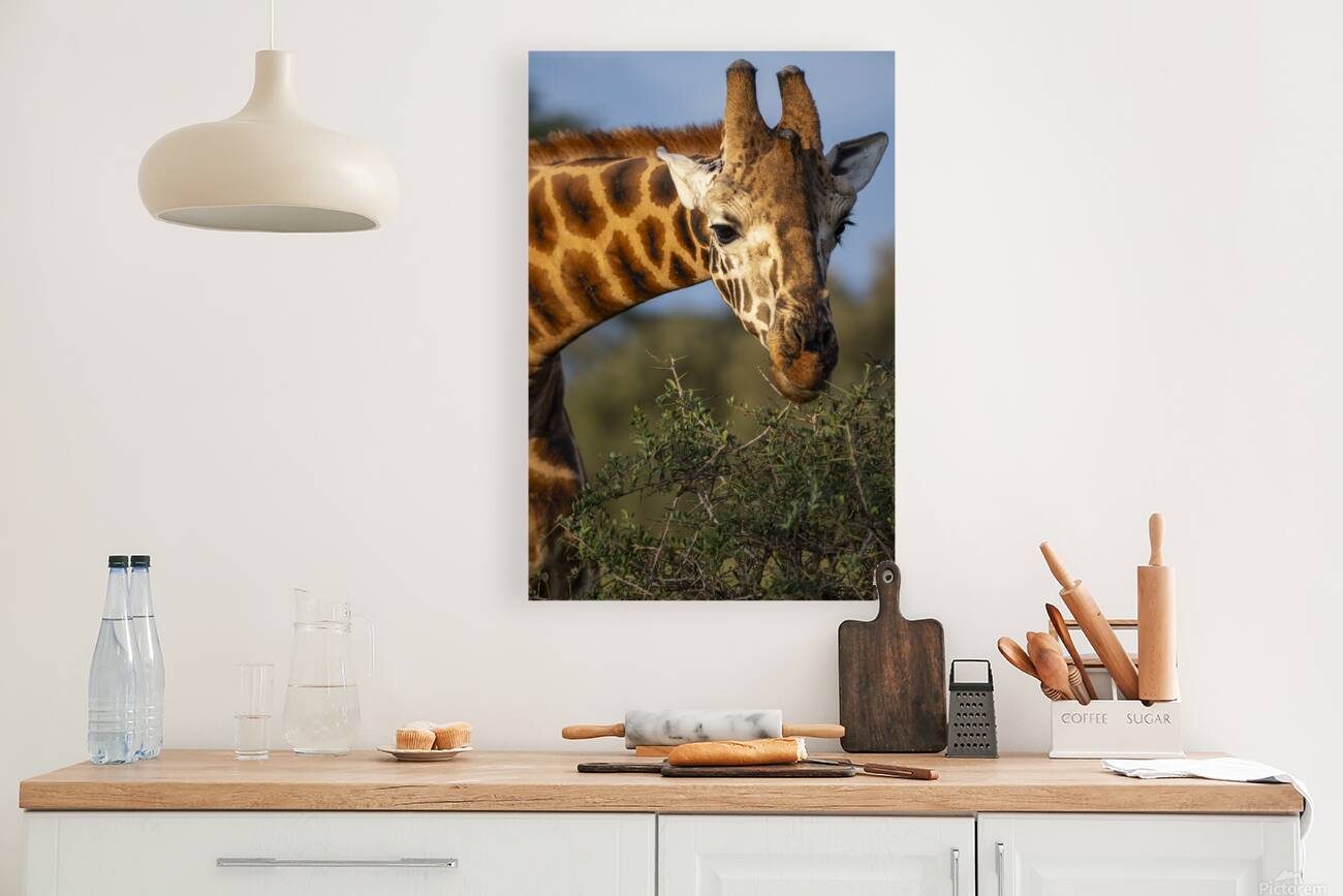 Giraffe Lake Nakuru kenya Reproduction