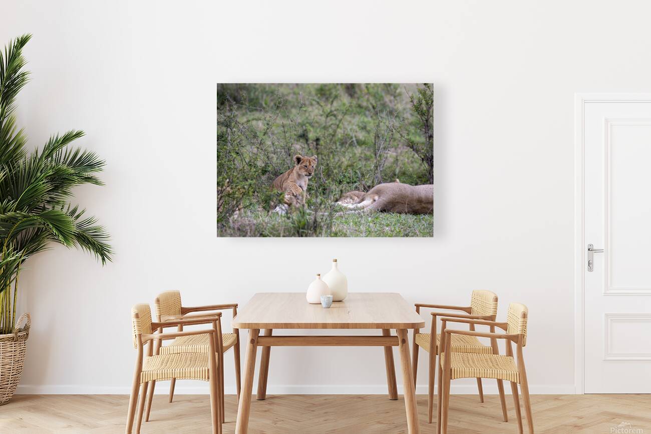 Lion cub masai mara Reproduction