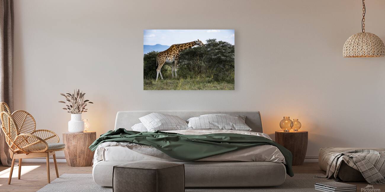 Giraffe Lake Nakuru kenya Reproduction