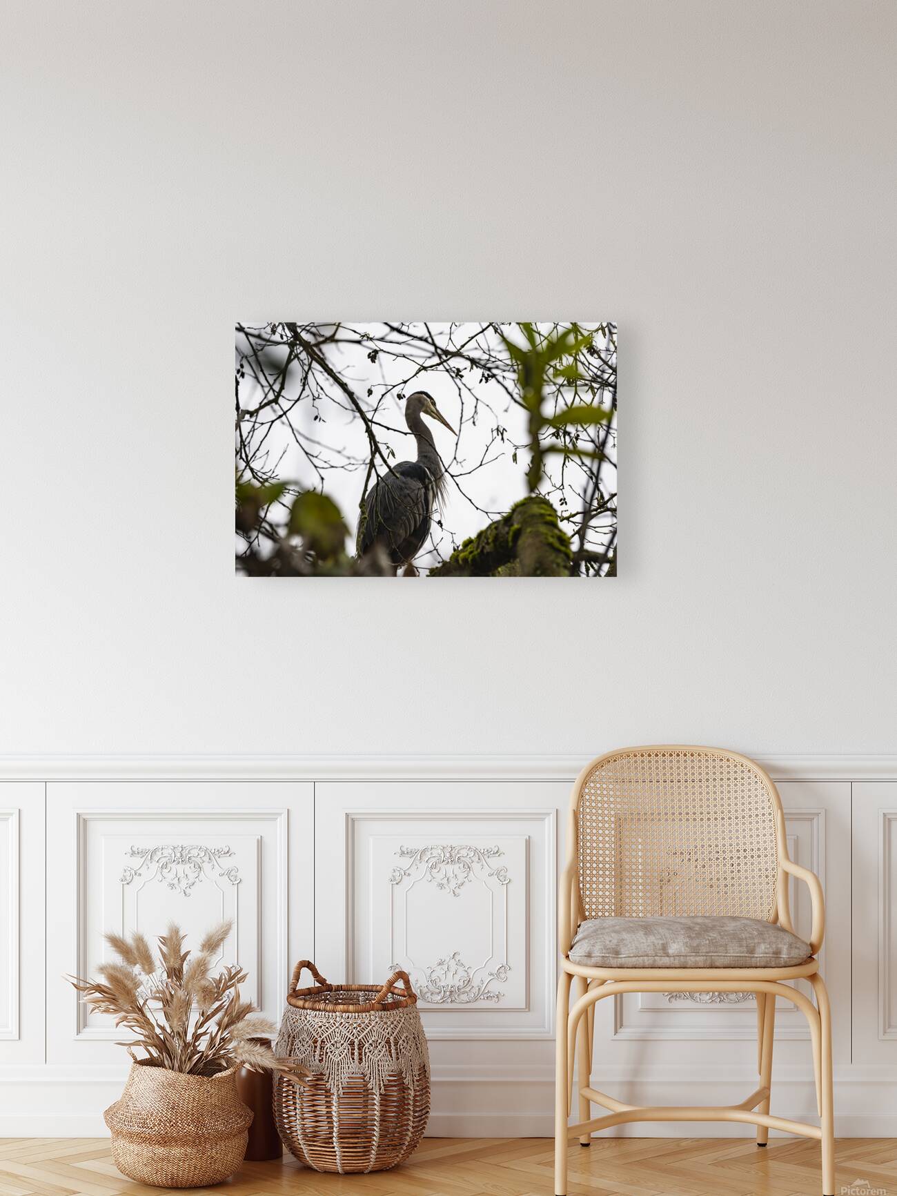 Great blue heron Chilliwack B.C Reproduction