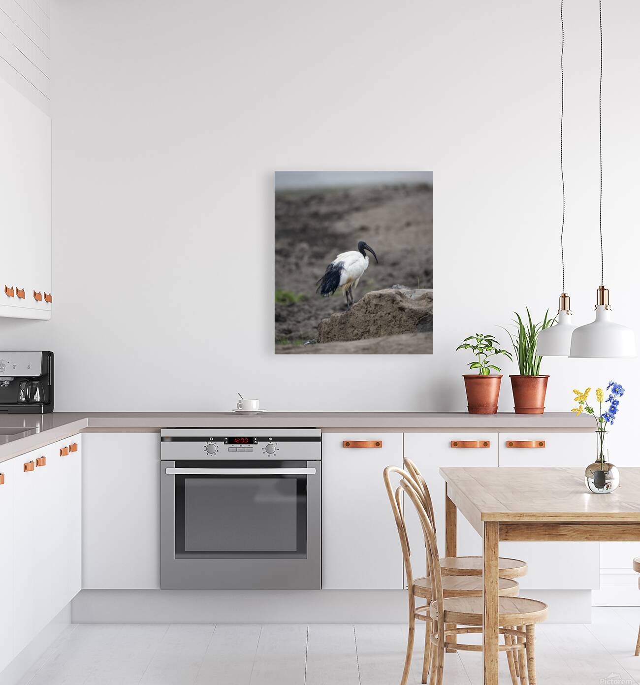 Ibis bird Sweetwaters kenya Reproduction